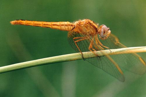 Réf. 274 305 : Crocothemis erythraea